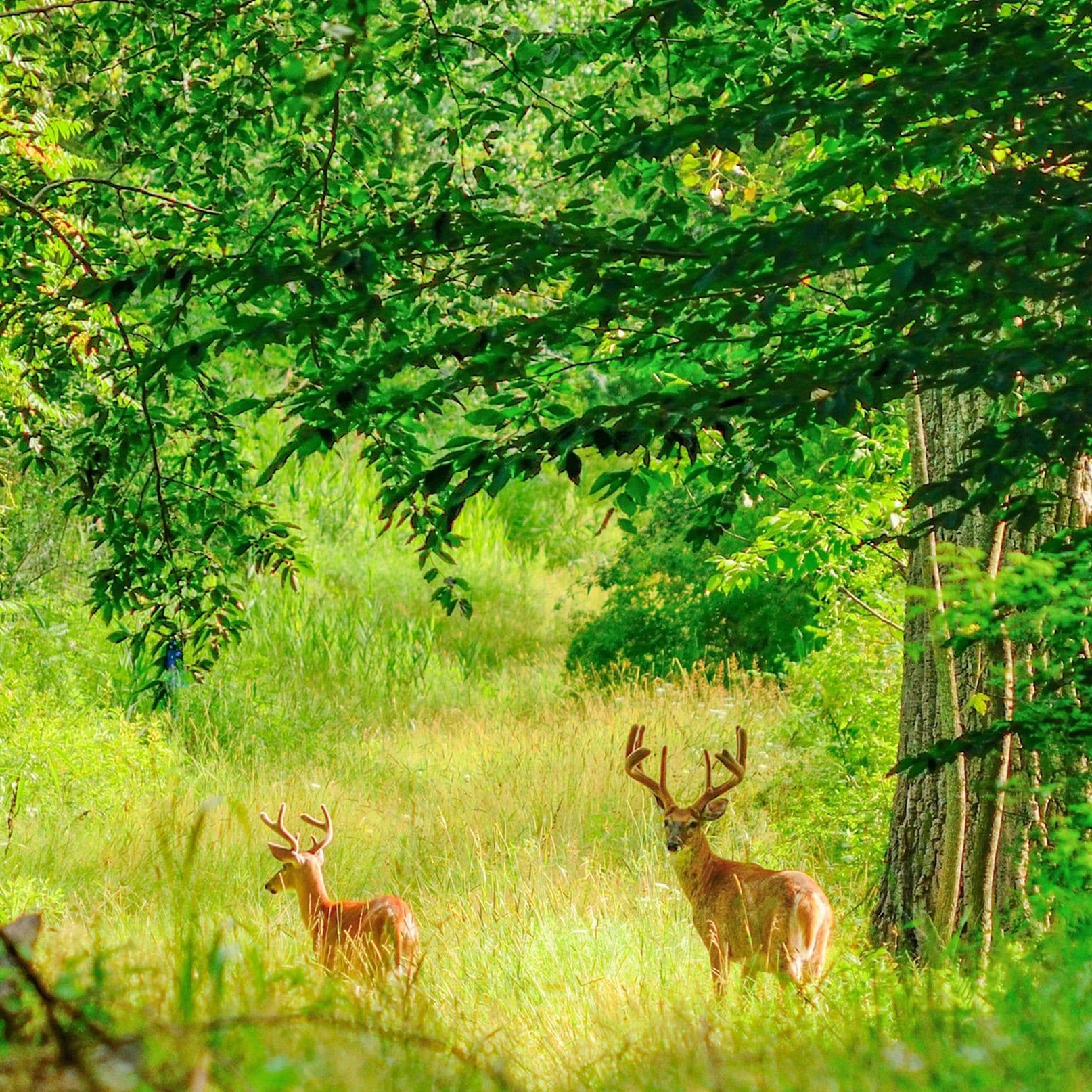 Whitetail Deer In The Forest