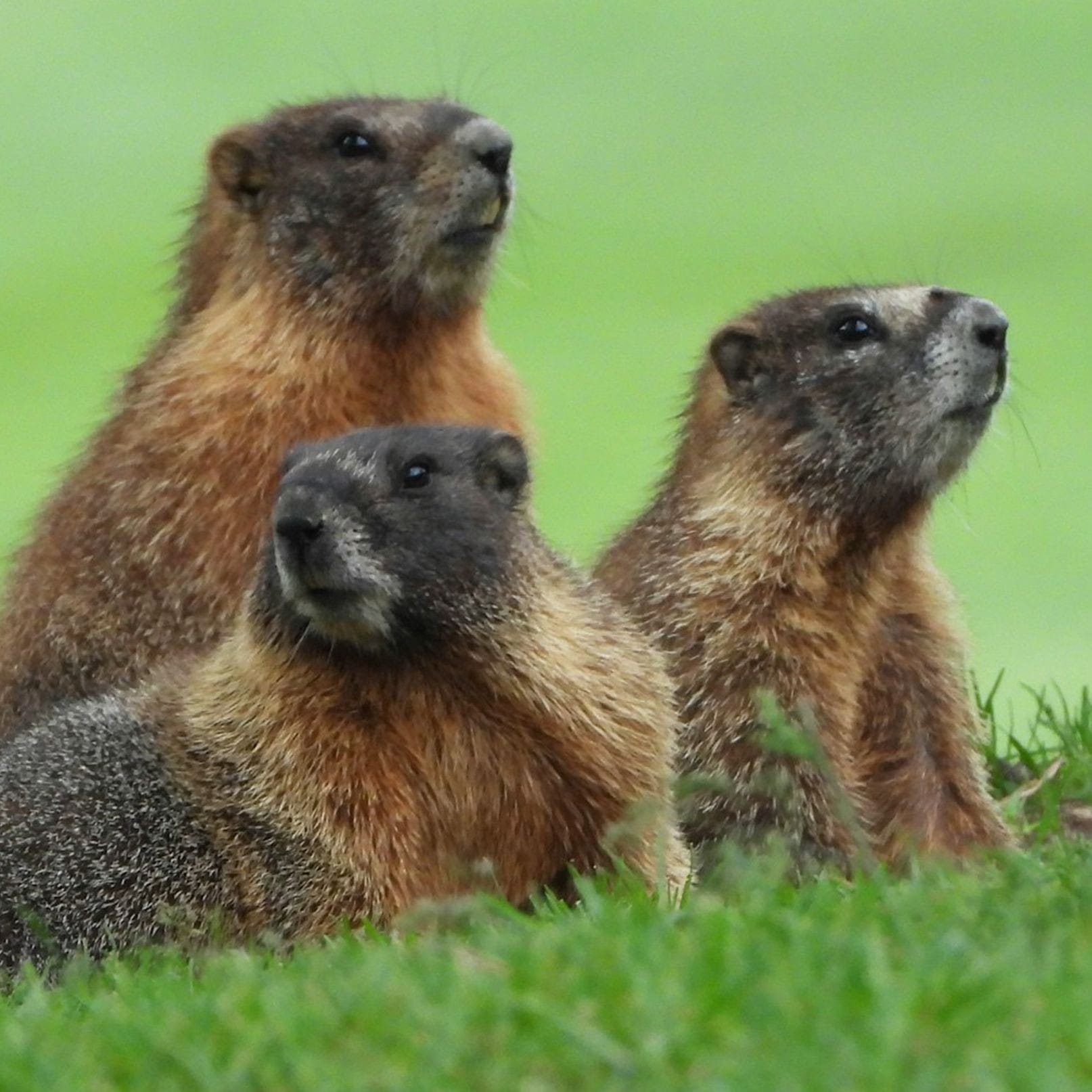 Group Of Beavers