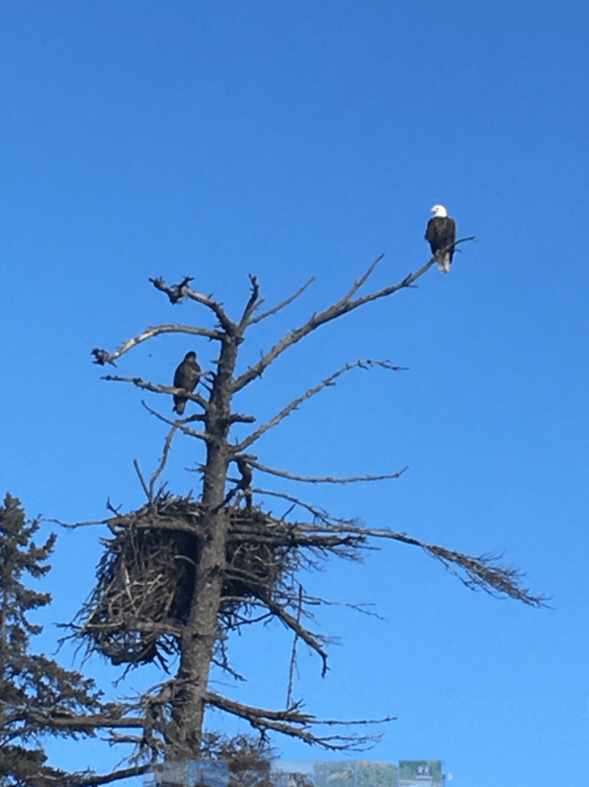 Birds On Tree Branch