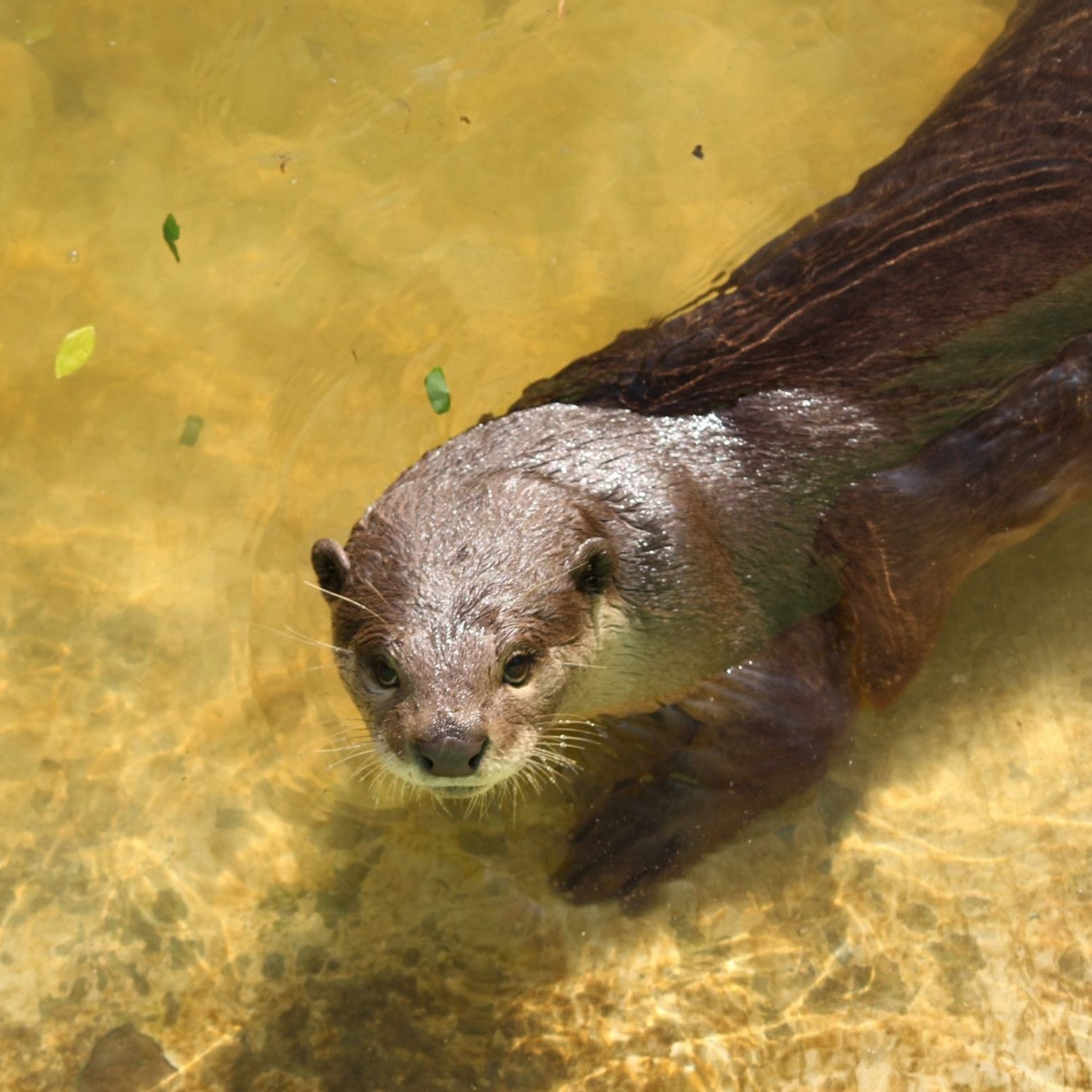 River Otter